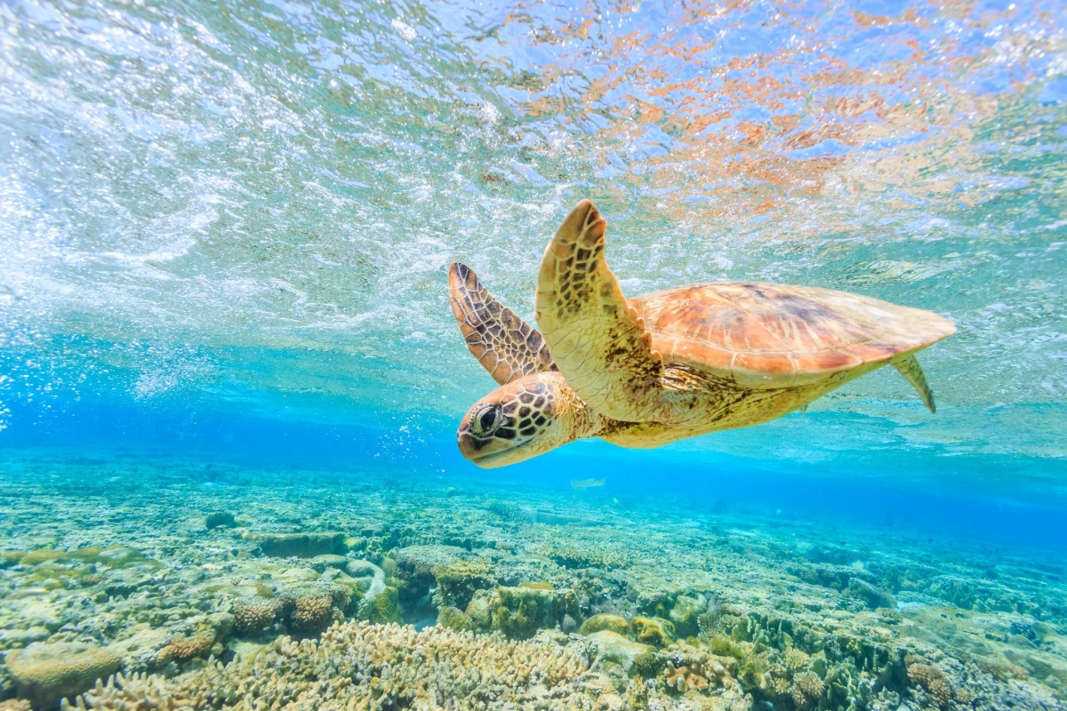  Turtle Bay is one of the most special and unique stops along the Protaras–Cape Greco coastline. It’s known for its calm, crystal-clear water and the possibility of seeing sea turtles in their natural habitat.